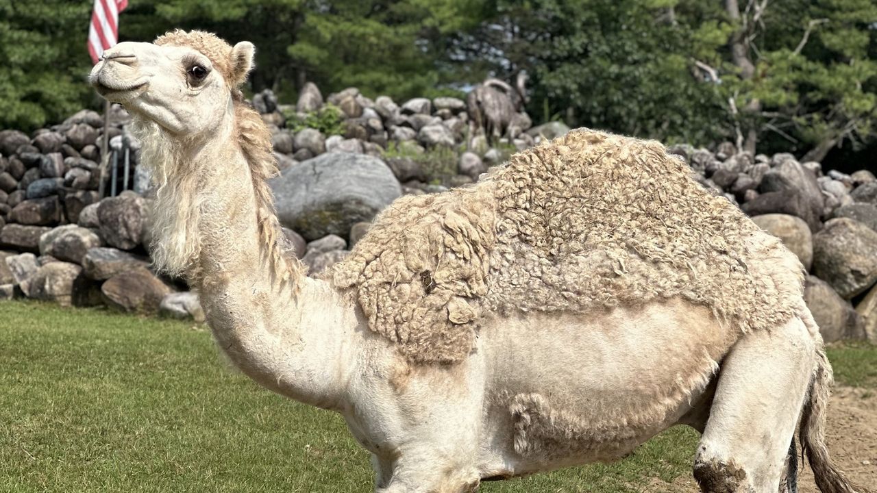 Adirondack Animal Land has drivethrough safari and zoo